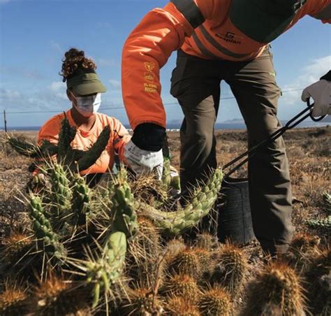 El Ayuntamiento De T As Se Adhiere A La Red Canaria De Alerta Temprana