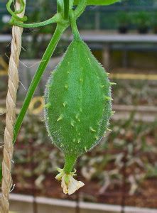 Luffa operculata – NutraWiki