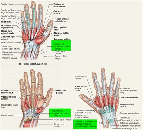 Pin On Anatomy Pics