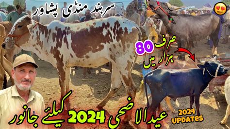 Maweshi Mandi Sarband Peshawar 16 5 2024 New Updates Eid Ul Azha