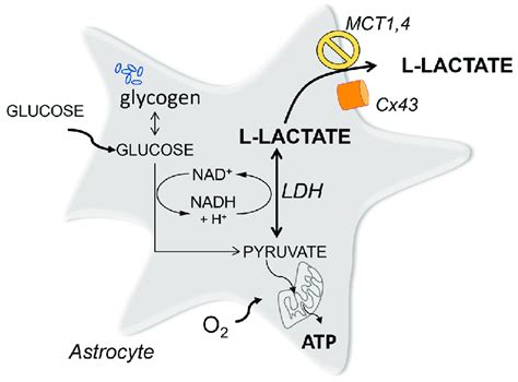 Interconversion Of Lactic And Pyruvic Acid Is Mediated By Ldh And Download Scientific Diagram