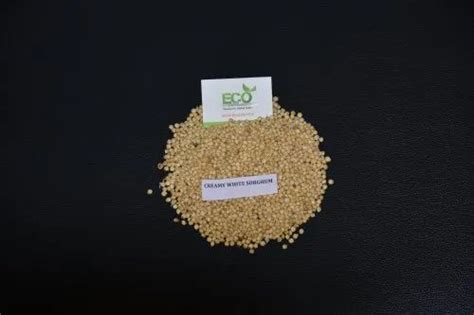 Creamy White Sorghum From India At Rs Kg White Jowar In Ahmedabad