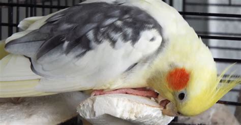 Cockatiel Nesting Behavior