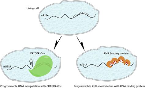 Programmable Rna Manipulation In The Living Cells In The Living Cells