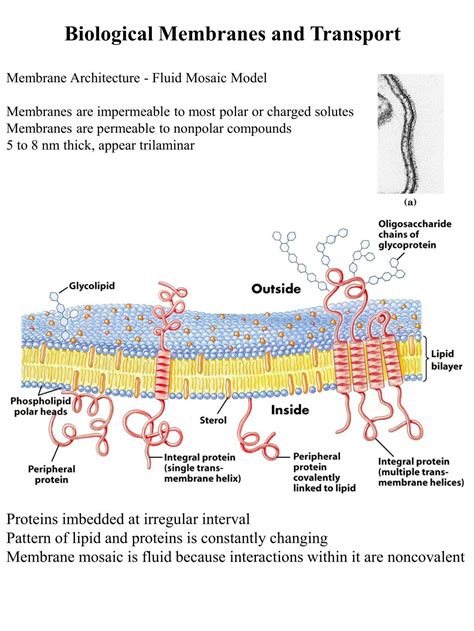 Ppt Biological Membranes And Transport Powerpoint Presentation Free