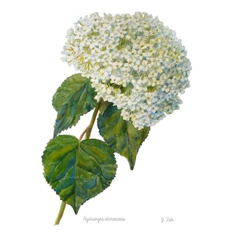 Hydrangea Botanical Print Watercolor Floral Illustration Wall