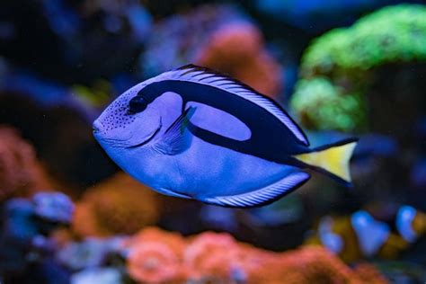 Paracanthurus Hepatus Blue Tang In Home Acuario De Arrecife De Coral