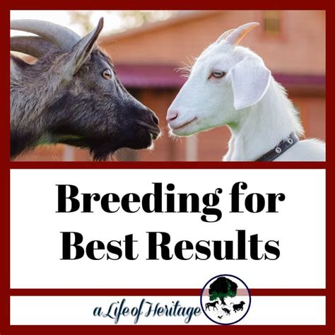 Breeding Your Goats For Optimal Milk Production