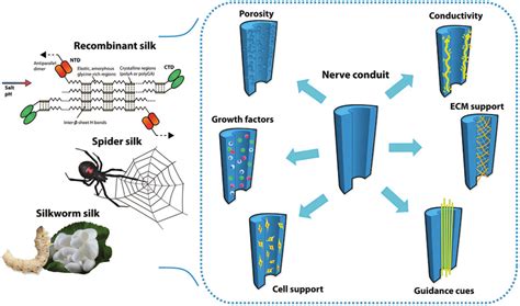 Schematics On The Use Of Natural And Synthetic Recombinant Silk Fibroin