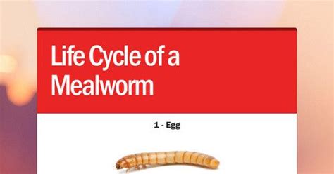 Life Cycle Of A Mealworm Life Cycles Life Education