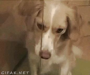 Funny Dog GIFs - Get the best GIF on GIPHY