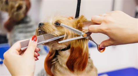 13 Best Dog Grooming Tools