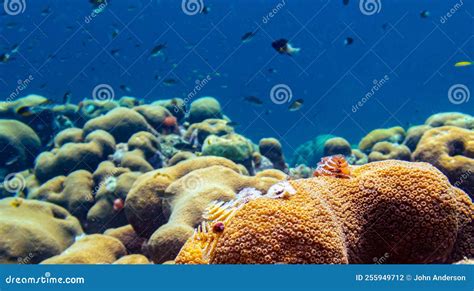 Caribbean Coral Garden Off Coast Of Island Of Bonaire Stock Photo