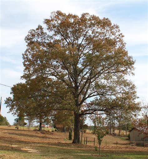 Southern Red Oak A Top 100 Common Tree In North America