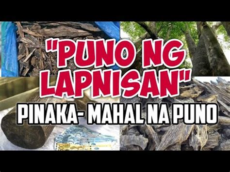 PINAKAMAHAL NA KAHOY SA BUONG MUNDO PUNO NG LAPNISAN YouTube