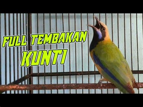 Masteran Cucak Cungkok Full Tembakan Kunti Super Mewah Youtube