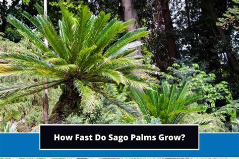 How Fast Do Sago Palms Grow Explained