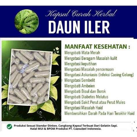 Jual Daun Iler Kapsul Curah Herbal Shopee Indonesia