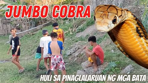 JUMBO COBRA Huli Sa Mismong Pinag Lalaruan Ng Mga Bata KA MASTER