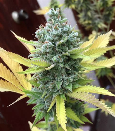 Gg Original Glue Feminized Seeds For Sale By Blimburn Seeds Herbies