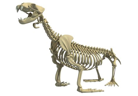 Sea Lion Skeleton - 3D Model by 3D Horse