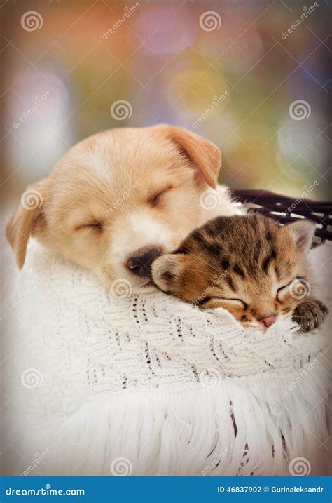 Puppy and kitten stock photo. Image of comfortable, lying - 46837902