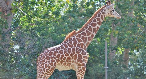 Calgary The Zoo Alberta The Zoo Calgary Zoo Calgary Zoos