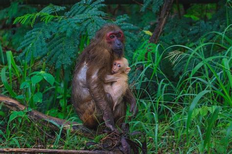 Premium Photo Stump Tailed Macaque Macaca Arctoides In Nature