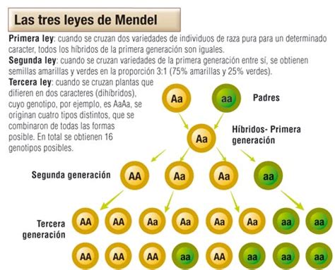 Las Tres Leyes De Mendel Icarito