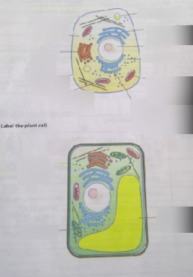 Cells Diagram Labelling Diagram Quizlet