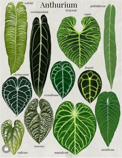 Types Of Anthurium Leaves Anthurium Plant Plant Leaf Identification Plant Leaves