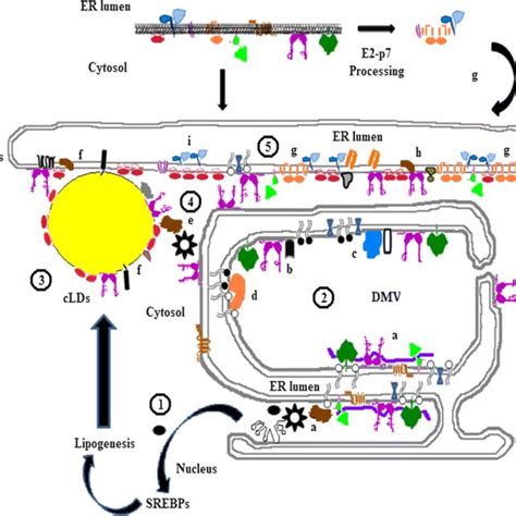 Hepatitis C Virus Hcv Genome Organization And Functions Of Viral