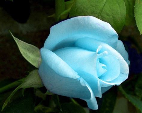 Ice Blue Rose Blue Pinterest Rose Buds Bud And Blue Roses