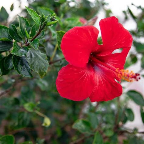 Buy Hibiscus Plant Bharathgreens