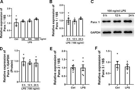 Lps Does Not Affect Panx Expression In Cultured Schwann Cells A Panx