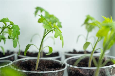 Pl Ntulas De Tomate J Venes Brotes De Tomate Que Crecen En Casa Cerca