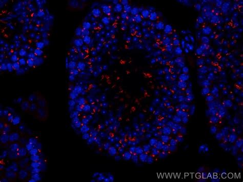 TEX14 Monoclonal Antibody 1A11D6 CoraLite594 Proteintech 100 μL