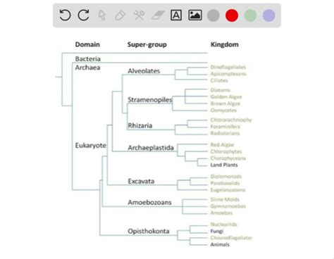 Solvedbased On The Phylogenetic Tree In Figure 285 Which Of The