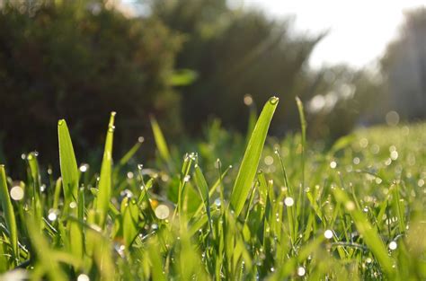 Free Images Water Nature Field Lawn Meadow Prairie Sunlight