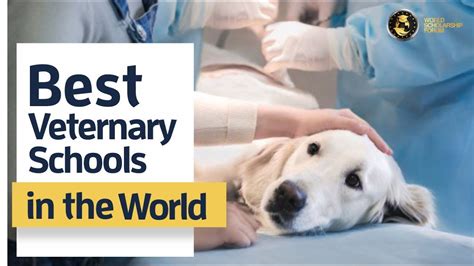 7 Best Vet Schools In The World 2022 Youtube