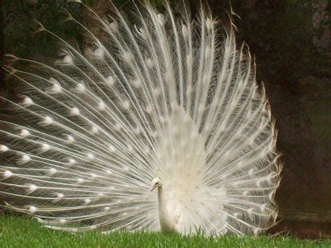 Dancing White Peacock In Rain