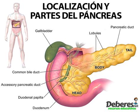 El P Ncreas Localizaci N Funciones Y Enfermedades