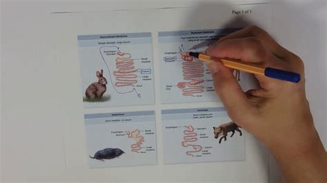 Carnivore And Herbivore Digestive Systems Youtube