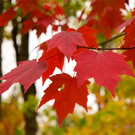 Acer Rubrum Baltic Plants