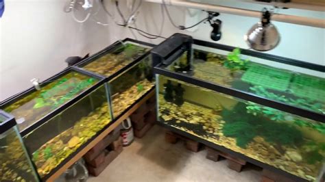 New Gallon Guppy Breeder Tank Youtube