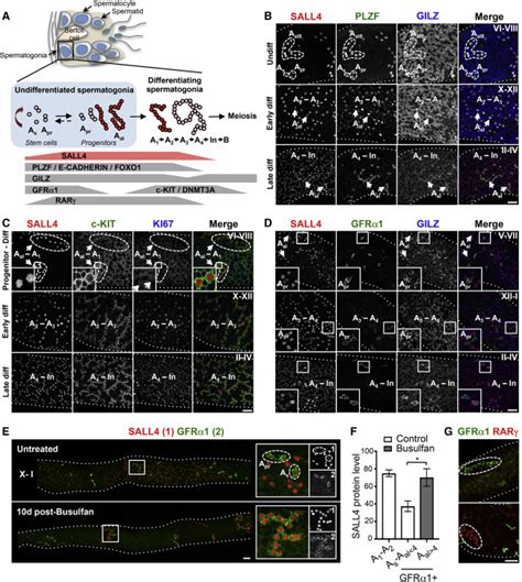 Germline Stem Cell Activity Is Sustained By SALL4 Dependent Silencing