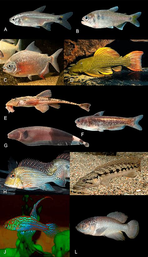 Some Species Endemic To The Tocantins Araguaia River Basin A