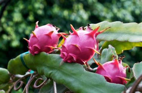 How To Grow Dragon Fruit Growing Dragon Fruit Pitaya