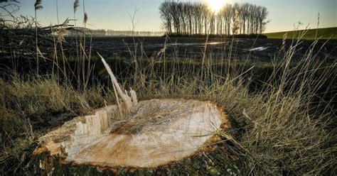 Bomen Kappen Buiten Een Bos Vlaanderen Be