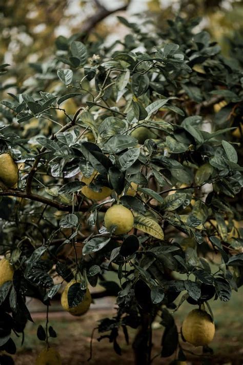 Fruiting Lemon Tree · Free Stock Photo